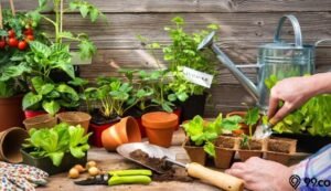 Menanam Kebahagiaan: Panduan Lengkap Menanam Sayuran Organik di Rumah