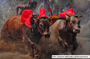Karapan Sapi: Lebih dari Sekadar Balapan, Warisan Budaya Madura yang Membara