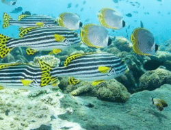 Keindahan Laut Bunaken Jadi Daya Tarik Abadi